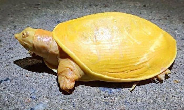 Chiêm bao thấy rùa vàng
